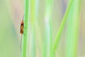 Ichneumon fly Royalty Free Stock Photo
