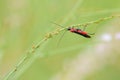 Ichneumon fly Royalty Free Stock Photo