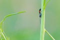 Ichneumon fly Royalty Free Stock Photo
