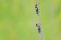 Ichneumon fly Royalty Free Stock Photo