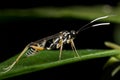 Ichneumon wasp Royalty Free Stock Photo