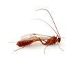 Ichneumon Wasp Royalty Free Stock Photo