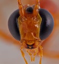 Ichneumon wasp