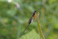Ichneumon wasp Royalty Free Stock Photo