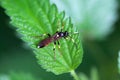 The ichneumon wasp Ichneumon confusor Royalty Free Stock Photo