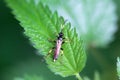 The ichneumon wasp Ichneumon confusor Royalty Free Stock Photo