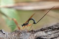 Ichneumon wasp (Dolichomitus imperator).