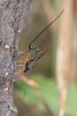 Ichneumon wasp (Dolichomitus imperator).