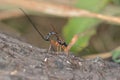 Ichneumon wasp (Dolichomitus imperator).