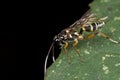 An Ichneumon wasp on green leaf