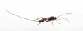 Ichneumon Wasp