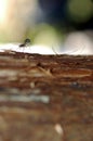 Ichneumon Wasp Laying Eggs Royalty Free Stock Photo