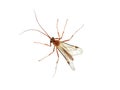 Ichneumon Wasp Royalty Free Stock Photo