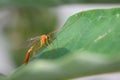 Ichneumon wasp on Milkweed Leaf