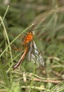 Ichneumon wasp Ophion luteus
