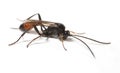 Ichneumon Wasp Royalty Free Stock Photo