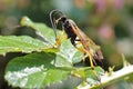 Ichneumonid, prob Diphyus sp, Eversden Wood