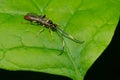 Ichneumonid Wasp - Genus Cratichneumon