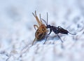 Ichneumonid wasp with a garden spider as prey