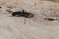 Ichneumonid Wasp - Ichneumon centrator