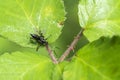 Ichneumonid wasp Ichneumon Coelichneumon