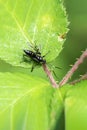 Ichneumonid wasp Ichneumon Coelichneumon