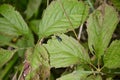 Ichneumonid Wasp resting on green leaf along Waterâs Edge Trail Royalty Free Stock Photo