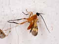 Ichneumonid Wasp