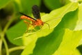 Ichneumonid Wasp - Trogus vulpinus