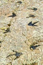 Ichnites Paleontological Deposit of Fuentesalvo, Castile Leon, Spain