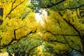 Icho Namiki/Ginkgo Avenue, Meiji Jingu Gaien Park, the autumn co Royalty Free Stock Photo