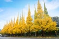 Icho Namiki/Ginkgo Avenue, Meiji Jingu Gaien Park, the autumn co