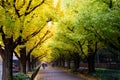 Icho Namiki/Ginkgo Avenue, Meiji Jingu Gaien Park, japanese people and tourists have a nice trip in the autumn colors of The gin Royalty Free Stock Photo