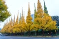 Icho Namiki/Ginkgo Avenue, Meiji Jingu Gaien Park, japanese people and tourists have a nice trip in the autumn colors of The gin Royalty Free Stock Photo