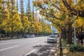 Icho Namiki Street