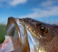 Ichthyology, fish mouth Royalty Free Stock Photo