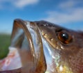 Ichthyology, fish mouth