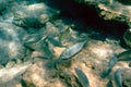 Ichthyology - a flock of fish in blue water, pitfalls and rocky bottom of the Aegean Sea.
