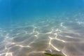 Ichthyology is the science of fish. Underwater photo, selective focus. One fish on the sandy bottom of the Aegean Sea.