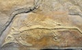 Ichthyosaur fossil Royalty Free Stock Photo