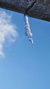 Icicle against blue sky and white cloud. Drop of melted snow falls down. Close up. Icicle hangs from rain gutter on roof. Vertical Royalty Free Stock Photo