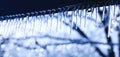 Icicle on beautiful bright background. Spring or winter background with crystal icicles and falling shiny drops. Icicles with