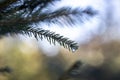 Icicle branch