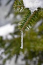 Icicle in a branch of spruce pine tree Royalty Free Stock Photo