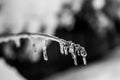 Icicle branch