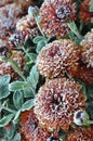 Icicle brown flowers