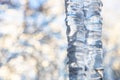 icicle close up and blurred trees on background