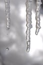 Icicle drips Royalty Free Stock Photo
