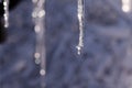 Icicle in front of blue background. The drop hanging from melting icicles on a bright spring day. Icicle and drop close-up.