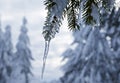 Icicle hanging from a branch of an evergreen tree.